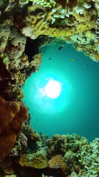 Подводная Жизнь Океане Красивым Коралловым Рифом Красочными Рыбами Вертикальный Вид — стоковое видео
