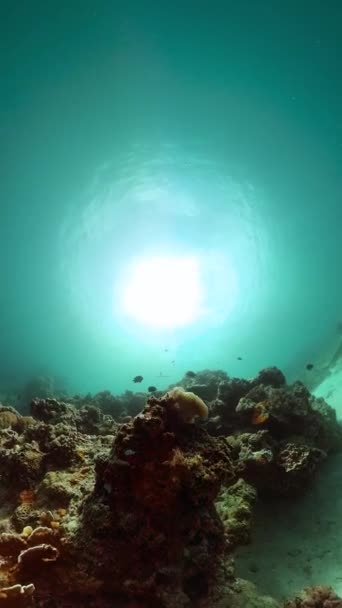 Tropische Steinkorallenriffe Und Fische Unter Der Meereslandschaft Vertikale Ansicht — Stockvideo