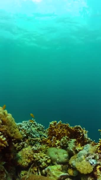 Подводный Пейзаж Коралловым Рифом Тропическими Рыбами Вертикальный Вид — стоковое видео