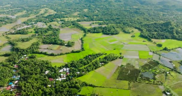 Landwirtschaftliche Flächen Mit Reisgrünen Feldern Und Häusern Tropenwald Auf Tablas — Stockvideo