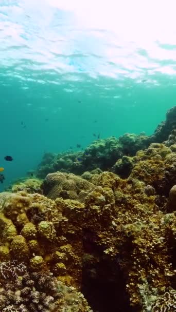 热带五彩斑斓的鱼掠过坚硬的珊瑚 水下世界的生活景观 纵向观点 — 图库视频影像