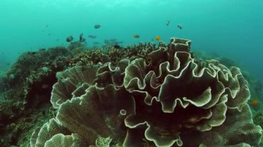 Dalış ve şnorkelle yüzme sahnesi. Renkli tropikal balık ve mercan resifi. Su altı dünyası.