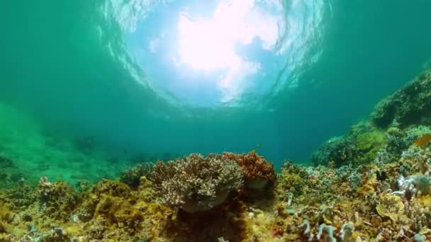 Красочные Тропические Рыбы Кораллы Пейзаж Подводного Мира — стоковое видео