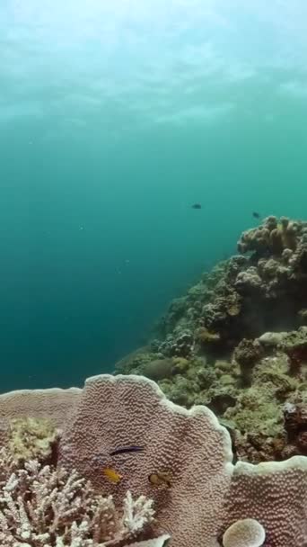 有珊瑚花园和鱼类的海底景观 热带鱼和珊瑚礁 纵向观点 — 图库视频影像