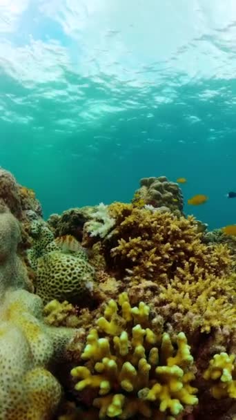 Onderwater Leven Oceaan Met Koraalrif Kleurrijke Vissen Verticaal Overzicht — Stockvideo