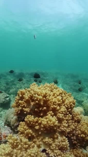 Тропические Рыбы Над Коралловым Рифом Подводная Жизнь Морской Пейзаж Вертикальный — стоковое видео