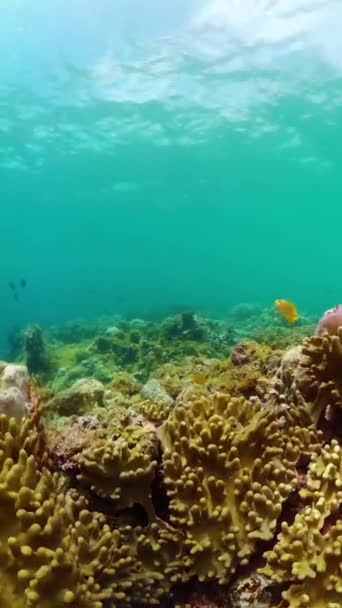 Красивый Коралловый Риф Рыбами Подводного Мира Морскими Рыбами Вертикальный Вид — стоковое видео