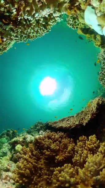 Тропические Подводные Морские Рыбы Подводная Жизнь Океане Красивым Коралловым Рифом — стоковое видео