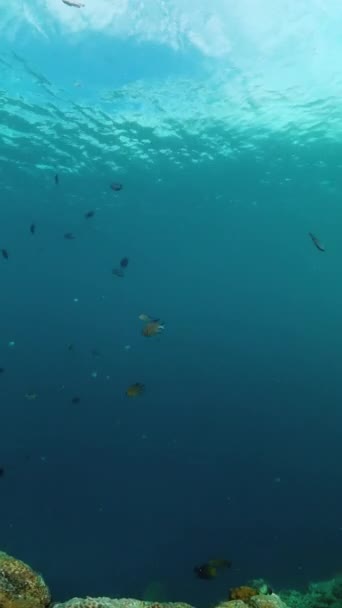 Риби Коралові Рифи Під Морем Підводний Світ Вертикальний Перегляд — стокове відео