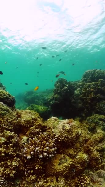 海底世界五彩斑斓的鱼和珊瑚景观 纵向观点 — 图库视频影像
