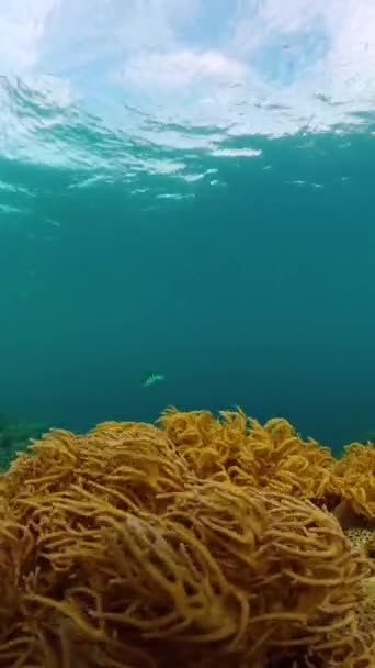 Divers Coraux Sardines Dans Monde Sous Marin Zone Protection Marine — Video