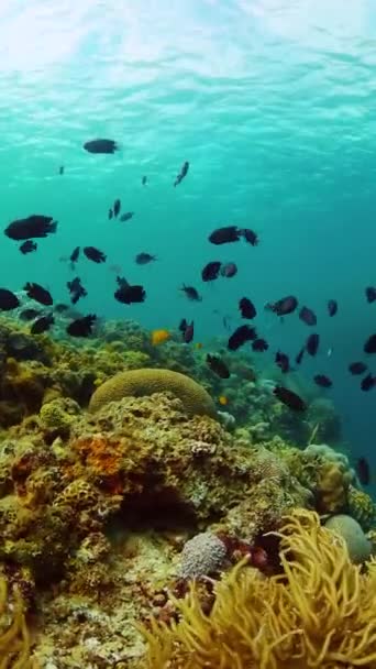 多彩的水下世界 有柔软的珊瑚和鱼类 海洋生命场景 纵向观点 — 图库视频影像