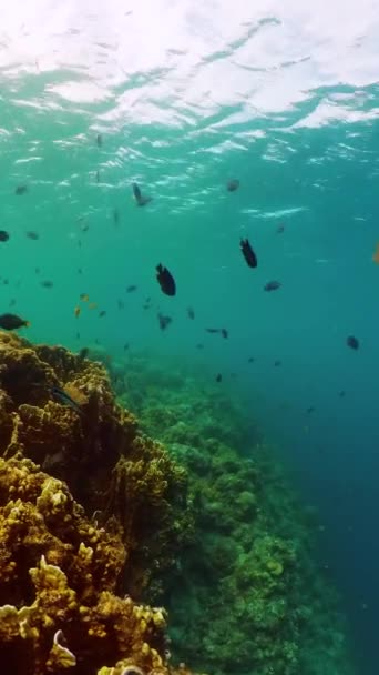 蓝色的海洋生命场景珊瑚和鱼类珊瑚礁的水下世界 纵向观点 — 图库视频影像