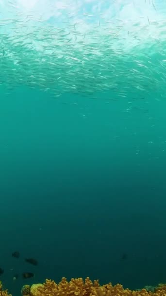 Sardine Courir Sur Les Coraux Mer Bleue Sous Eau Poissons — Video