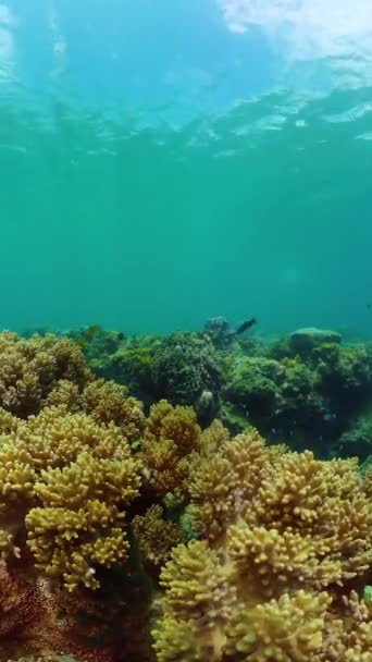 珊瑚礁水下热带珊瑚花园 热带鱼和珊瑚 纵向观点 — 图库视频影像