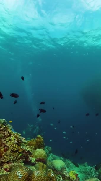 美丽的沙丁鱼在水下奔跑 鱼和珊瑚 海洋生物 纵向观点 — 图库视频影像