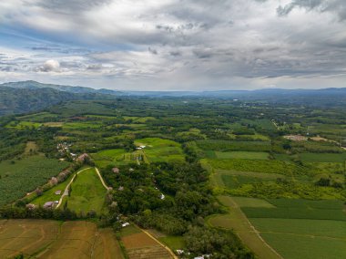 Pirinç tarlaları ve çeltik tarlaları. Mavi gökyüzü ve bulutlar. Mindanao, Filipinler.
