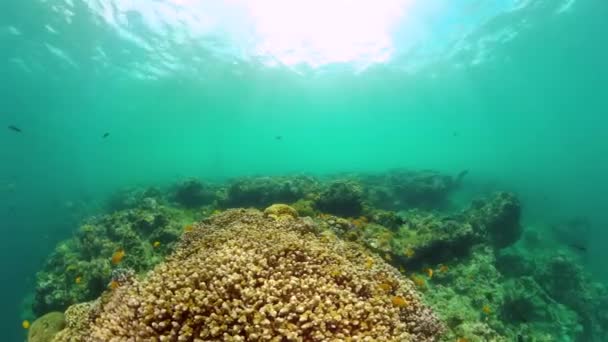 Mondo Sottomarino Con Coralli Tropicali Corsa Sardegna Sotto Mare — Video Stock