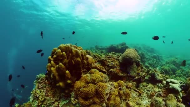 Pesci Tropicali Coralli Immersioni Snorkeling Scena — Video Stock