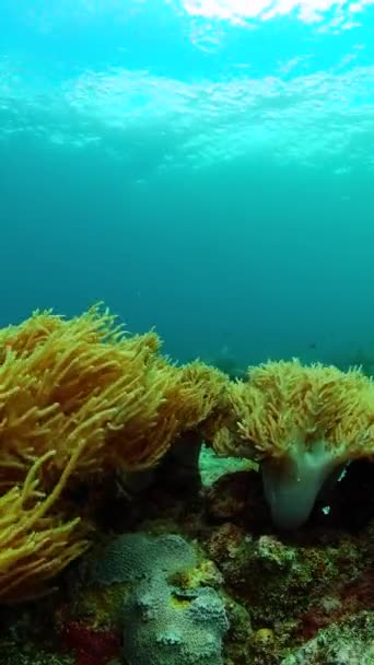 Renkli Yumuşak Mercan Resifi Tropikal Balıklar Sualtı Deniz Manzarası Dikey — Stok video