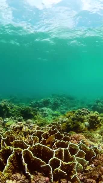 Риф Тропическая Рыба Морская Жизнь Кораллы Рыба Подводный Мир Вертикальный — стоковое видео