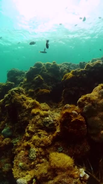 Hermosa Escuela Sardina Peces Colores Arrecife Coral Tropical Bajo Mar — Vídeos de Stock