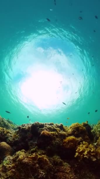 Mercan Resifleri Balıklarla Dolu Sualtı Dünyası Deniz Tapınağı Dikey Görünüm — Stok video