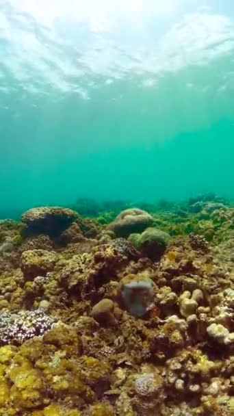 Mercan Bahçeli Altı Sahnesi Tropik Balık Mercan Resifi Dikey Görünüm — Stok video