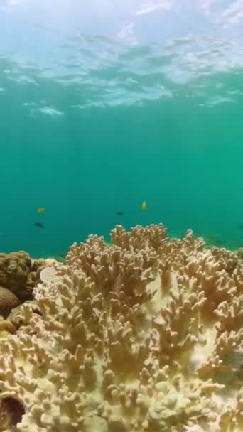 Víz Alatti Világ Korallzátonnyal Trópusi Halakkal Korallzátonyok Tenger Alatt Függőleges — Stock videók