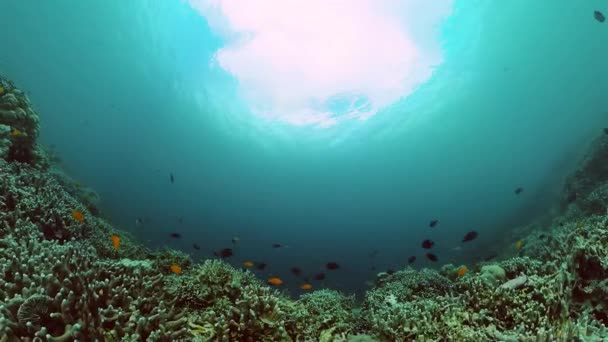 海底的海洋生物 珊瑚礁和水下世界的鱼类 — 图库视频影像