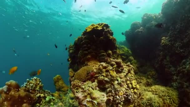 Kolorowe Ryby Pod Wodą Morskie Życie Morskie Świat Ryby Nad — Wideo stockowe