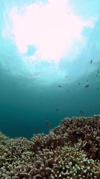珊瑚花园上的五彩斑斓的鱼 热带水下世界纵向观点 — 图库视频影像