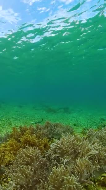 Сцена Подводной Жизни Красочные Тропические Рыбы Мягкие Кораллы Морской Заповедник — стоковое видео