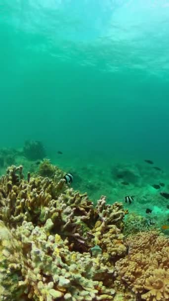 Bunte Korallenriffe Und Fische Ökosystem Korallenriff Vertikale Ansicht — Stockvideo