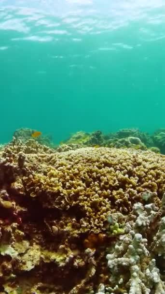Сцена Дайвинга Подводного Плавания Красочные Тропические Рыбы Коралловый Риф Подводный — стоковое видео