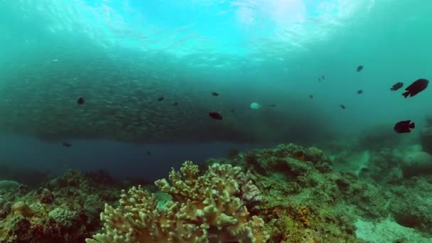 Sardine Courir Sur Jardin Corail Dans Monde Sous Marin Tropical — Video