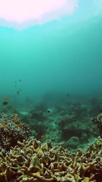 Podvodní Život Oceánu Korálovými Útesy Barevnými Rybami Svislé Zobrazení — Stock video