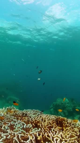 珊瑚水下景观海底的鱼和珊瑚礁 纵向观点 — 图库视频影像