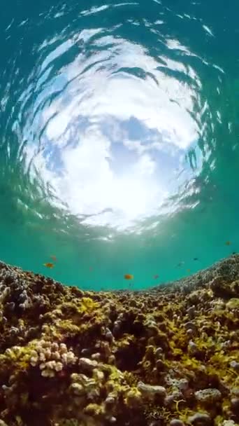 热带鱼和五彩斑斓的珊瑚的水下生活场景 绿松石海水 纵向观点 — 图库视频影像