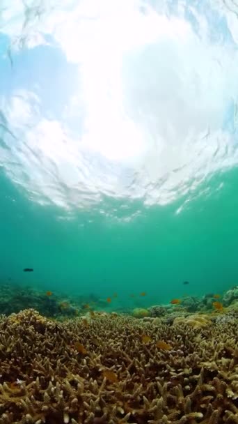珊瑚礁和水下世界的鱼水下世界的生活景观 纵向观点 — 图库视频影像
