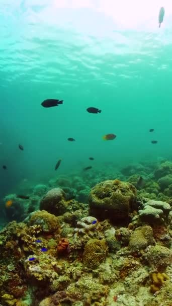 Kemény Korallok Trópusi Tengeri Élet Alatt Tengerészeti Menedék Gyönyörű Szardíniafuttatás — Stock videók