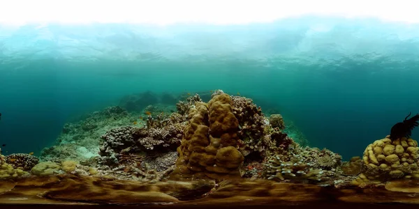 Coral reefs under the sea. Underwater world with coral reef and tropical fish. 360 panorama.