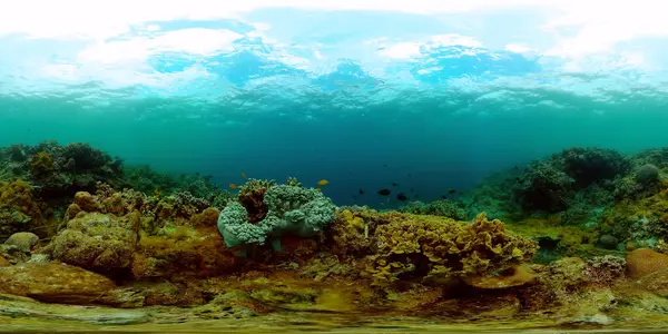 Coral reef and marine fish undersea. Marine sanctuary, protected area. Virtual Reality 360.