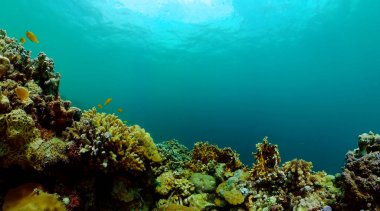 Sualtı yaşam sahnesi. Tropik balıklar ve mercanlar. Deniz yaşamı, korunan bölge..