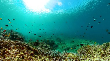 Mercan resifi ve deniz balığı. Tropik renkli sualtı denizleri. Sualtı dünyası sahnesi.