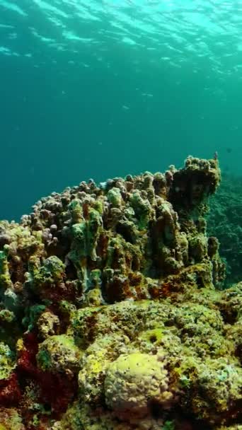 Paysage Sous Marin Avec Poissons Tropicaux Récifs Coralliens Vue Verticale — Video