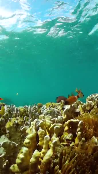 Unter Dem Meeresspiegel Korallengarten Und Fische Meereslandschaft Vertikale Ansicht — Stockvideo