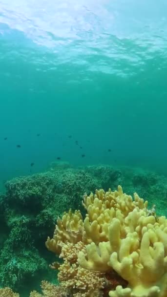 热带鱼和海底珊瑚 水下世界背景 纵向观点 — 图库视频影像