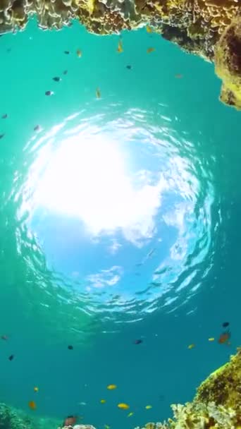 Морской Мир Тропический Коралловый Риф Рыба Водой Красивая Сцена Морем — стоковое видео