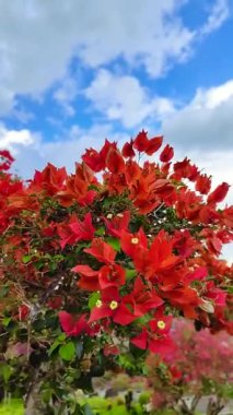 Kırmızı Bougainvillea çiçekleri. Renkli süs bitkileri. Dikey görünüm.